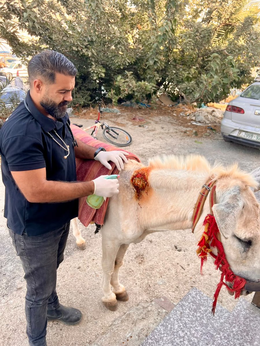 safehaven4donks's tweet photo. 💔A painful wound. A chance to heal
⛑️Our team treated this donkey’s bite wound at Nablus animal market in the West Bank, providing pain relief &amp; supplies for ongoing care🙏
🚨 We rely entirely on donations. 🫵Please help us reach more animals in pain:
🔗  https://t.co/xrHovB8xi0 https://t.co/jGCsdrsIep