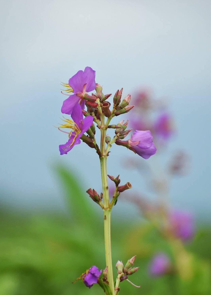 ApunarSandeep's tweet photo. #OsbeckiaAssamensis a new flower species identified in Manas National Park, Assam.
Another discovery celebrating Assam’s rich biodiversity 🇮🇳

#Assam #Biodiversity #ManasNationalPark #ShauryaDiwas #teenageers https://t.co/qO28XrFczB