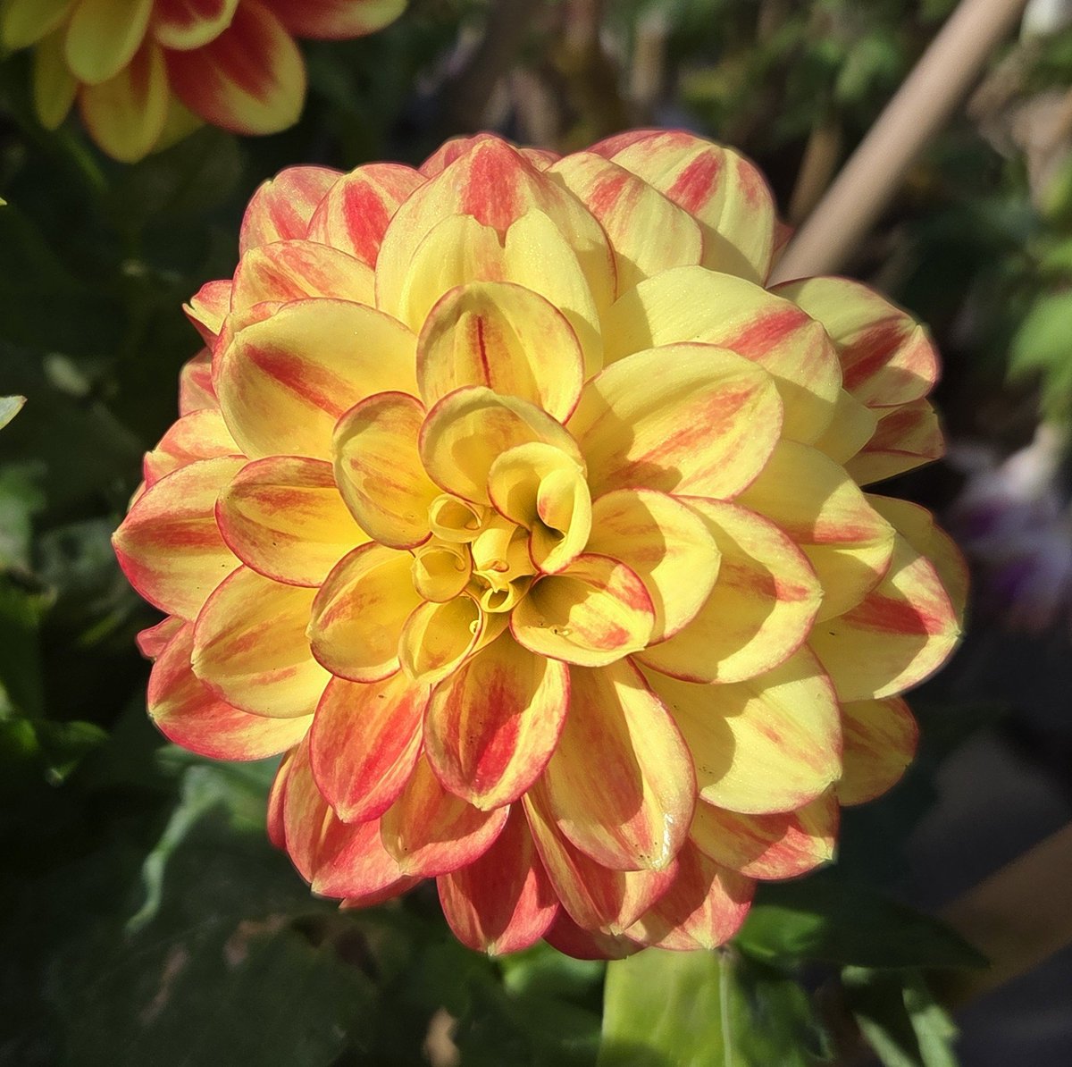 alisonbeach611's tweet photo. Morning all. The garden's a mess after the storms, carpeted in dead flowers, fallen leaves &amp; sycamore keys, &amp; badly needs a sweep up. Meanwhile here are some of the tricolor dahlias from a few weeks ago. The dahlias are all finished now &amp; will soon go into winter storage.  👏👏👏 https://t.co/9C22iZ6edh