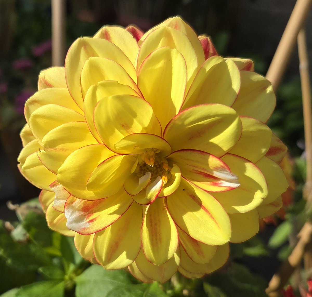 alisonbeach611's tweet photo. Morning all. The garden's a mess after the storms, carpeted in dead flowers, fallen leaves &amp; sycamore keys, &amp; badly needs a sweep up. Meanwhile here are some of the tricolor dahlias from a few weeks ago. The dahlias are all finished now &amp; will soon go into winter storage.  👏👏👏 https://t.co/9C22iZ6edh