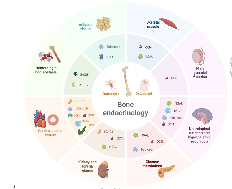 CKJsocial's tweet photo. Pleiotropic endocrine functions of bone in chronic kidney disease

https://t.co/eCddkilF9A https://t.co/b7kBSS1kCQ