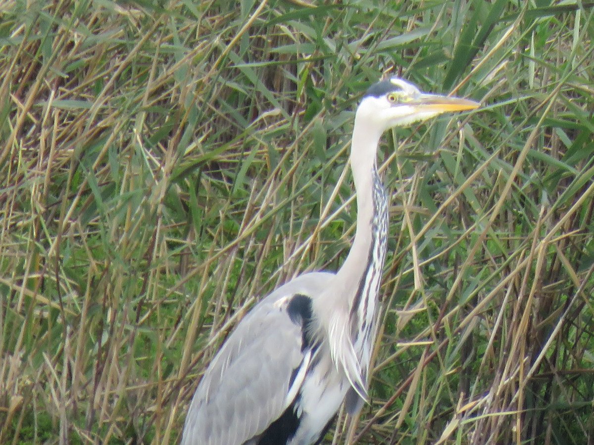 Steveredwolf's tweet photo. Happy Monday 
A grey cloudy start here but no wind at all
Today we have workmen starting the conservatory roof  so hoping we dont get much rain the next few days - yes we wanted it 6 weeks ago when it was dry
Today is a grey heron at St Aidens 
Have a good day 🤗#BirdsofTwitter https://t.co/4Tz4f3skWW