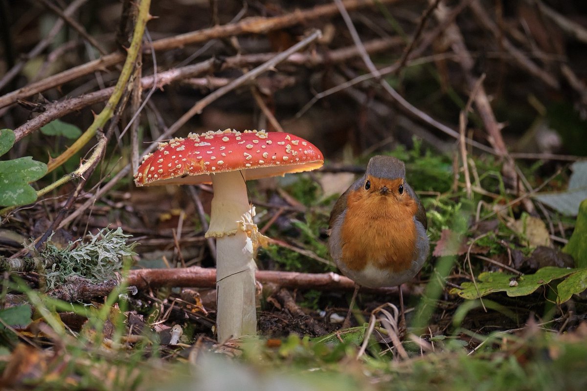K_Bailey83's tweet photo. Felt like I was in a fairytale! 😍🍄 #mushroommonday #fungi https://t.co/sfTVLIyqpn