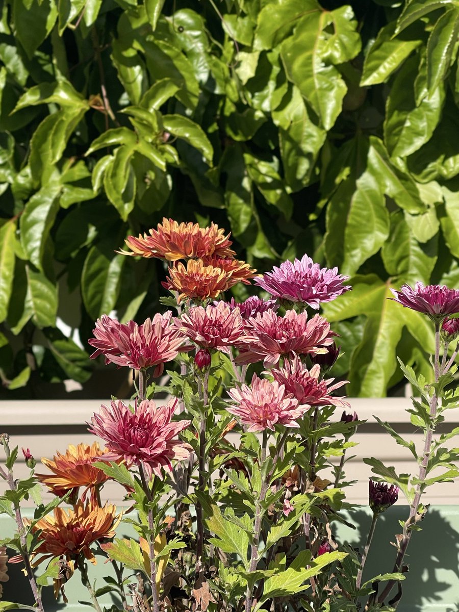 conceptuelx's tweet photo. grow beauty https://t.co/spDPTs6EuD