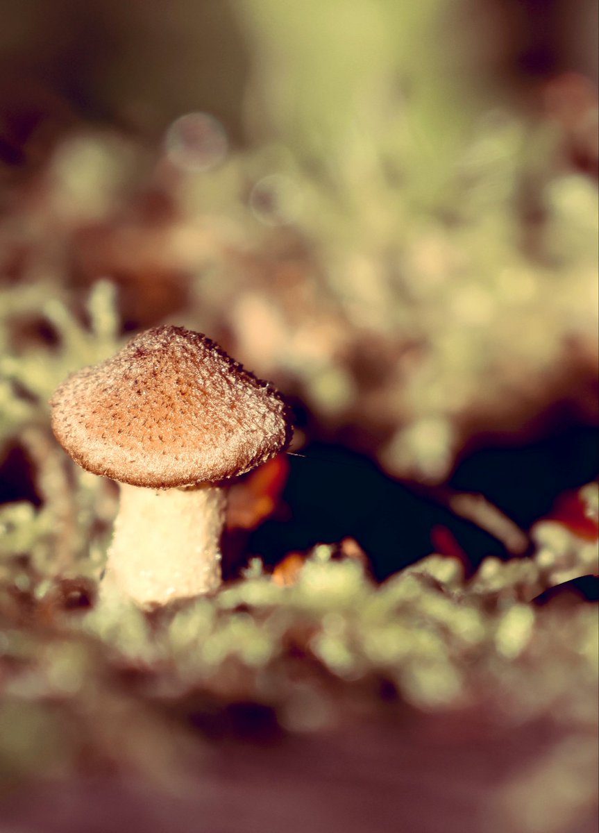 AttersonBarbara's tweet photo. Mushroom Monday! https://t.co/gTebLsTKBT