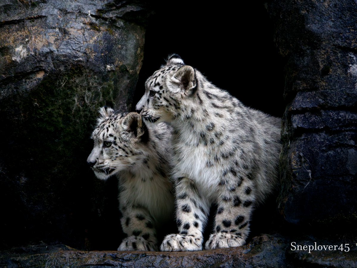sneplover45's tweet photo. Everybody, meet 5-month-old Momo and Nima! Born on May 20th 2026 at Marwell Zoo between mother Zaya and father Warjun. 

Momo (left) is the male and Nima (right) is the female.

Nima was the most adventurous of the two, although they were both a bit hesitant to play in the rain! https://t.co/WSBTT4qU0k