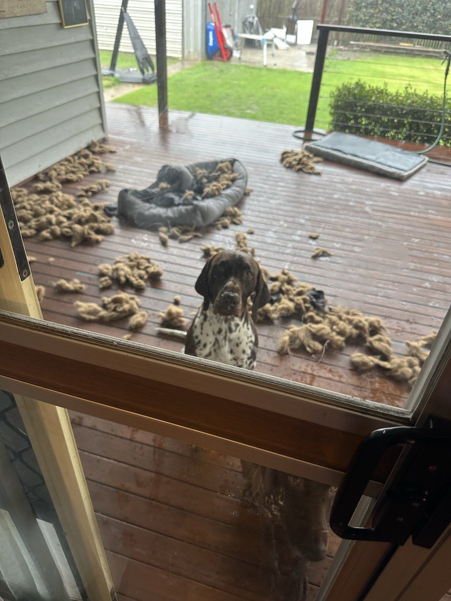 Raychi85's tweet photo. The face of pure and utter guilt… meanwhile, the other two lie about without a single crap to give. 
FFS, Douglas! 🫣😂☠️ https://t.co/67wm2ROyDj