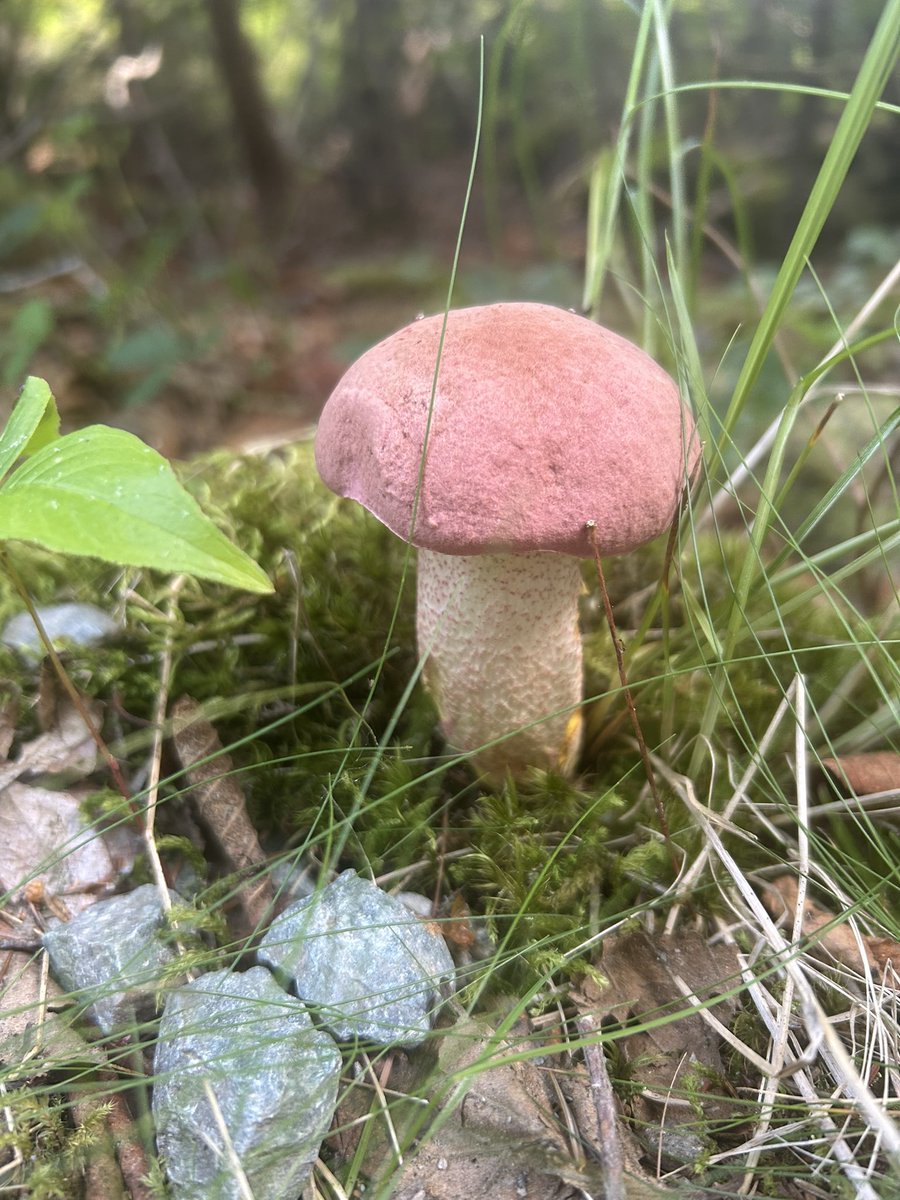 Essau1969's tweet photo. #MushroomMonday 👀💫 https://t.co/uDNkNU1xkt