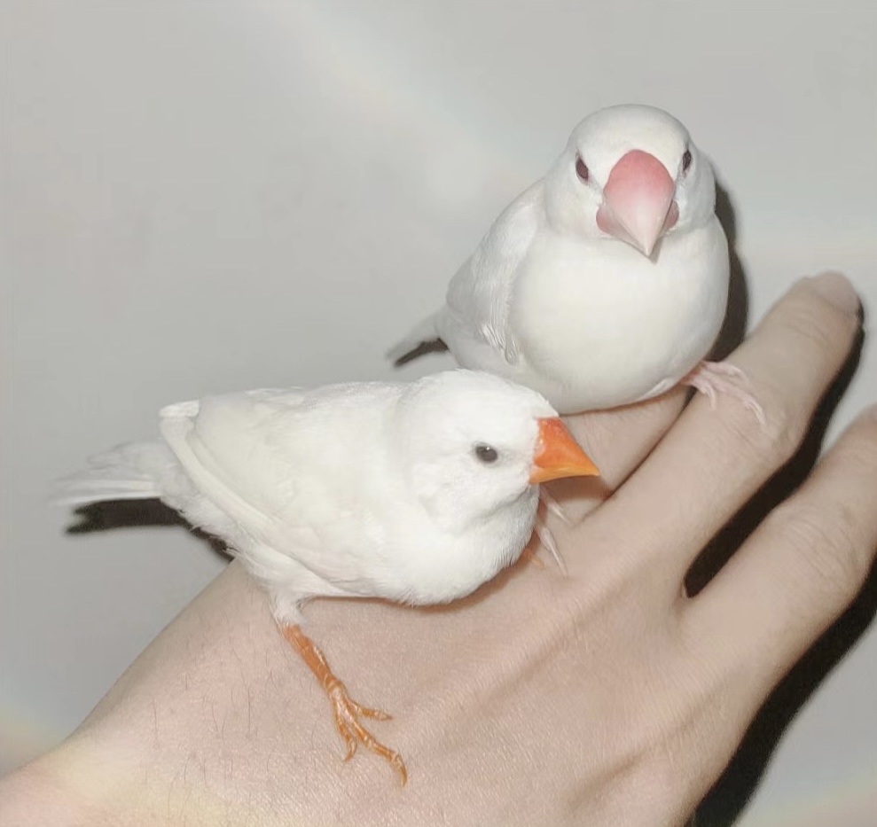 tmaxpmax's tweet photo. [今日文鳥の籠が少し濡れたので、日の当たる場所で暫く干すことにした。少し心配だったけど、餌を入れたらすぐに慣れてくれた。この災いは早く過ぎ去ってほしいね] https://t.co/tUYkhoyo7G
