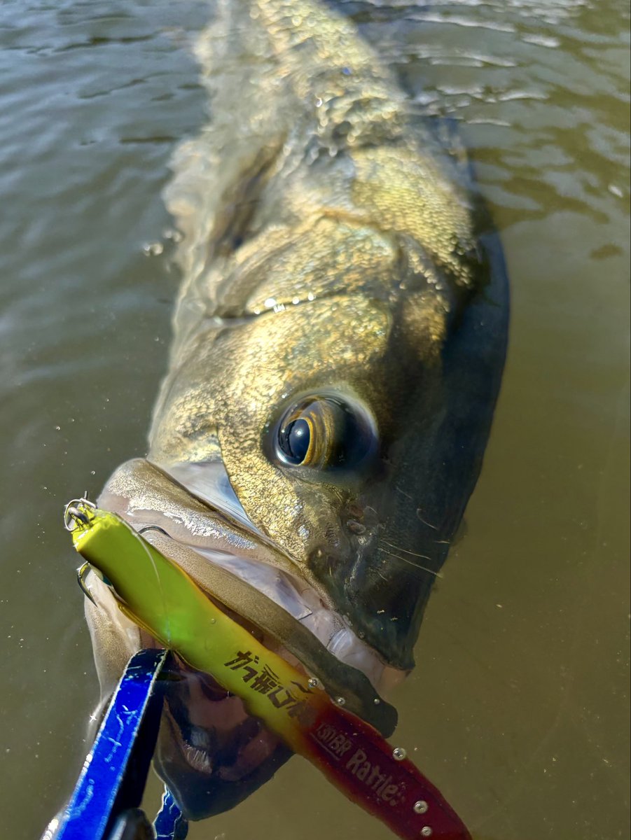 oka__chan's tweet photo. ハーモニカ。
#JUMPRIZE
#VARIVAS
#RBB
#studiocomposite
#gamakatu
#福井
#九頭竜川
#シーバス
#デイゲーム
#fishing
#PR https://t.co/nWGqnEeeWw