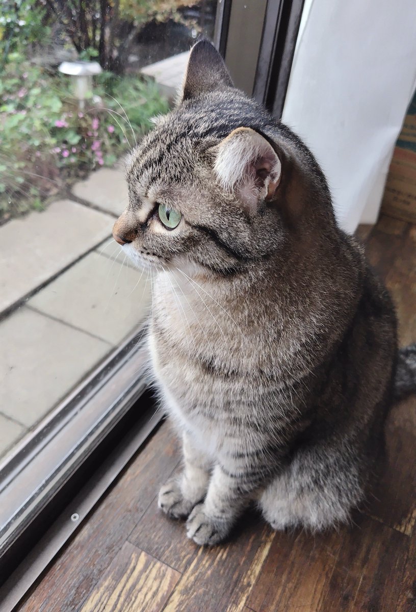 cat_56chan's tweet photo. 今日はずっと雨だったからベランダ遊び出来なかったね https://t.co/gS2k5osGIz