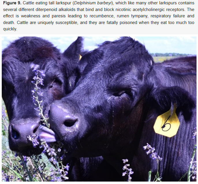 Vetsci_MDPI's tweet photo. 🌿A Review of Intermittent Poisoning to Mitigate Toxic Plant-Induced Disease in Livestock
✍️by Bryan L. Stegelmeier et al.
🔗https://t.co/L3f03LF6LV
#PoisonousPlants #LivestockHealth #VeterinaryToxicology https://t.co/kpnFMM5SQY