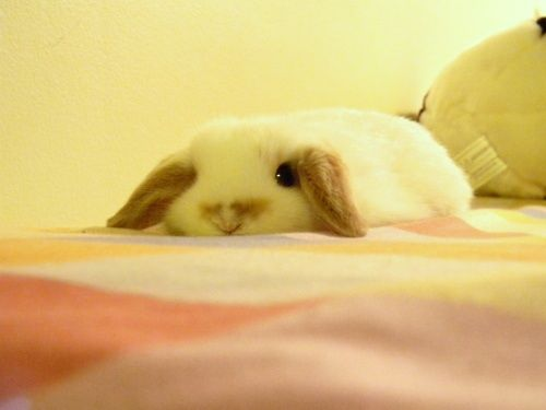 ashyaywoohoo's tweet photo. *splats all on your bed* https://t.co/sVwMJYdxRL