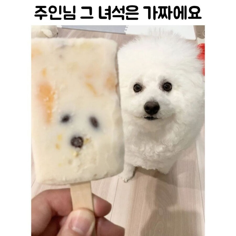 _lets_do_eat's tweet photo. 이런 느낌으로 오비님 쳐다보�� 중 https://t.co/lWsIt03pNU