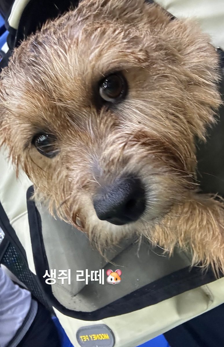 minghaocheoI_'s tweet photo. latte sending off hoshi 🤝 bookkeu sending off seungkwan 

they were there to send them off too so cute 😔😔😔😔 https://t.co/7GC5Wfozyd
