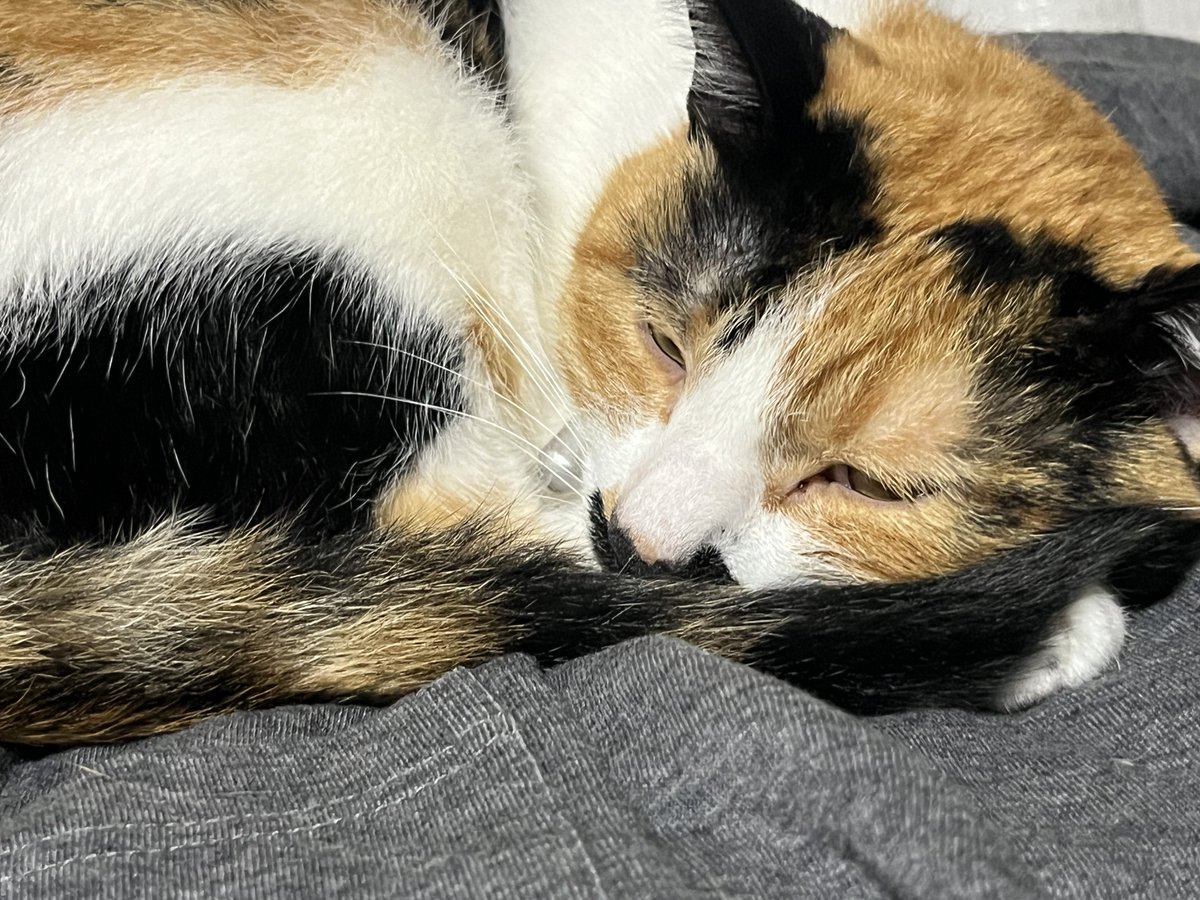 takosofu2020's tweet photo. #三毛猫
#保護猫
#猫のいるくらし
自分の尻尾を枕にしています。 https://t.co/SCM7ayaq6a