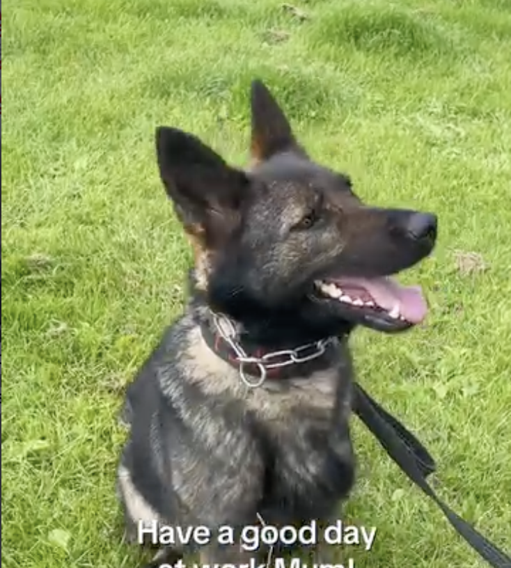 PoliceMutual's tweet photo. Meet PD Bones – one of the Staffs Police dogs out there keeping their communities safe 24/7 365 days a year. Thank you for your service, PD Bones! 
https://t.co/7FN2YMVAb2 https://t.co/0RMMkzphNK