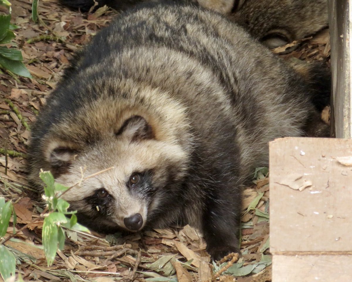 sagyouatama's tweet photo. #タヌキ撮ってます

動物園でタヌキ撮ってます！
転載無しの全部自分で撮ったタヌキです！
タヌキ撮ってる人をフォローして応援してあげてくださいね！ https://t.co/9cOPCodqLG