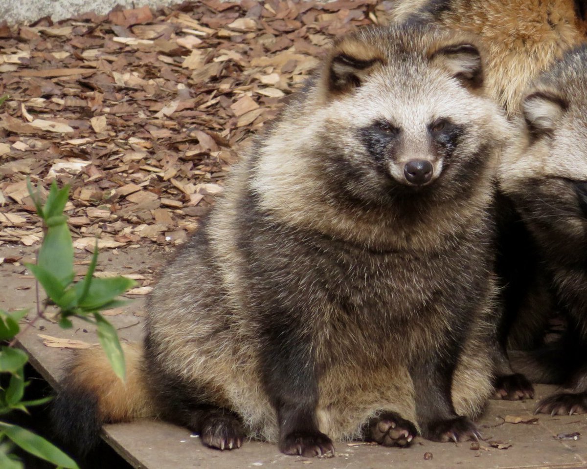sagyouatama's tweet photo. #タヌキ撮ってます

動物園でタヌキ撮ってます！
転載無しの全部自分で撮ったタヌキです！
タヌキ撮ってる人をフォローして応援してあげてくださいね！ https://t.co/9cOPCodqLG