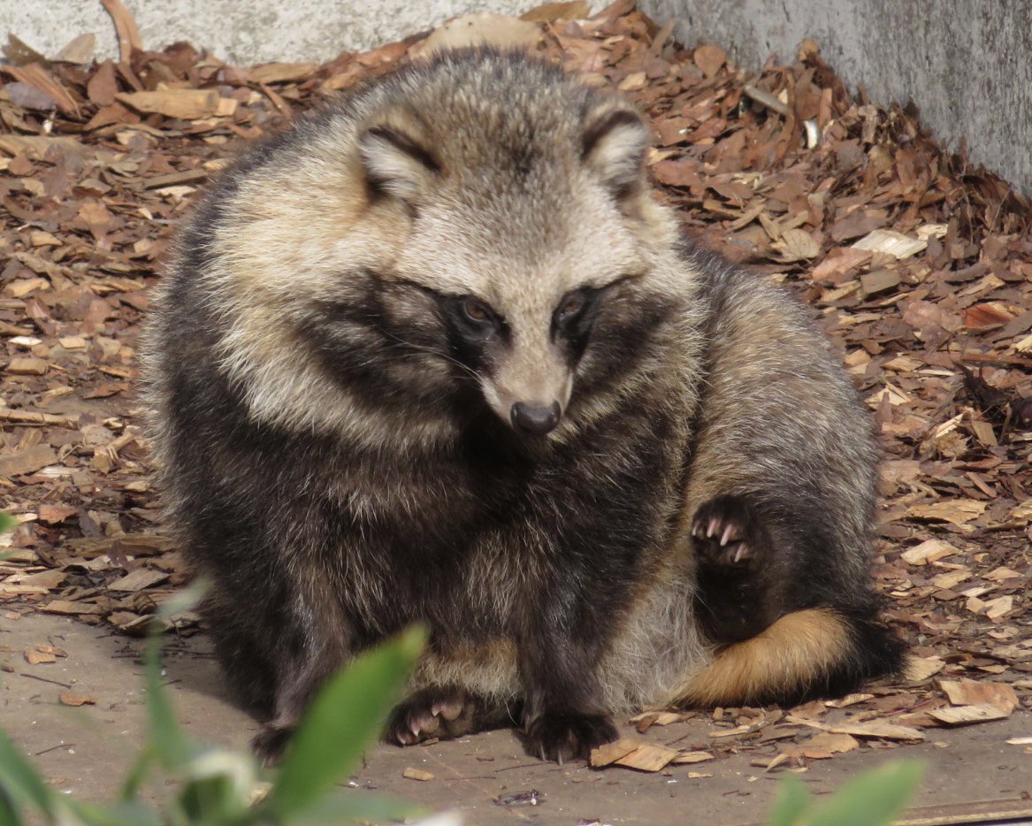 sagyouatama's tweet photo. #タヌキ撮ってます

動物園でタヌキ撮ってます！
転載無しの全部自分で撮ったタヌキです！
タヌキ撮ってる人をフォローして応援してあげてくださいね！ https://t.co/9cOPCodqLG