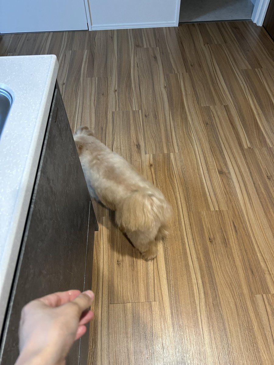 iampitch0225's tweet photo. 久しぶりにキッチンで白菜もろた✌🏻🐶 https://t.co/Q43PQEQLfJ