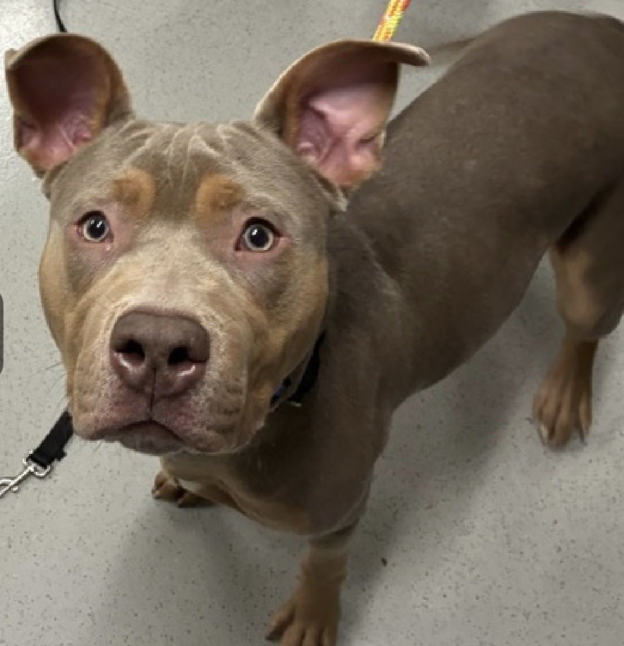 MoishesMom's tweet photo. Sol-set is a 1️⃣ year old baby boy who was surrendered by his human to the Queens Pound in NYC 7️⃣ days ago…he’s 7️⃣0️⃣ pounds of wonder 💭 

Sol-set’s Bio ℹ 🔗 👇🏻

https://t.co/sImyjTCcTi

This adorable puppy lived with dogs in his previous home 🏡 I’m worried he’ll decline 💨 https://t.co/2aiHUl4tac