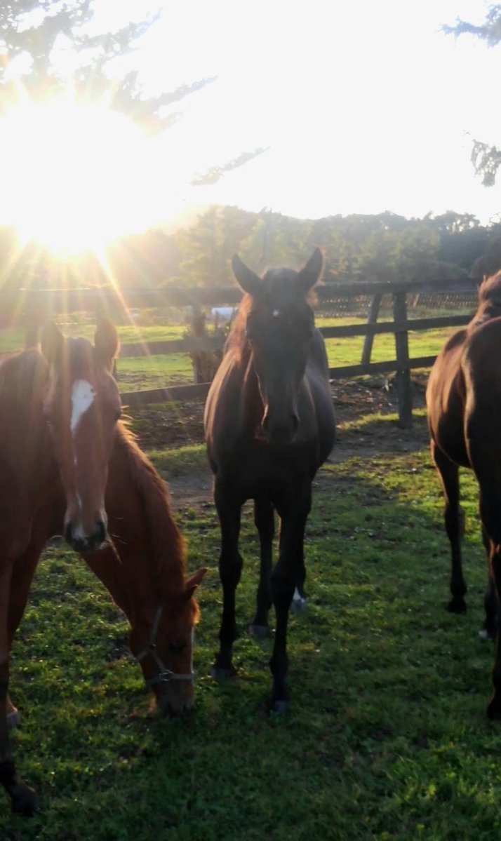 MULBERRY_STABLE's tweet photo. 約3年ぶりの歓喜！😭🙌
昨日の新潟12Rで桑田牧場生産のビーグラッドが、新馬戦以来となる2勝目!🏇
長い道のりを経て再び勝利の瞬間を見せてくれました🥹
インゼルレーシング様おめでとうございます🎉
ビーグラッドを支えて下さった全ての皆様、ありがとうございます!
写真は当歳のビーグラッドです🐴 https://t.co/ROKHlMBCB6