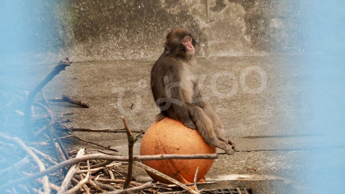 piyozoo6's tweet photo. 新しいサル山は楽しいなぁ🙂と思っていそうなパンチくん🐒盗用防止のためにアカウント名をデカく入れています🫥（10.21📹動画から静止画切り出し）#市川市動植物園　#パンチ　#がんばってるねパンチ　#がんばれパンチ https://t.co/KvNgnix7wv