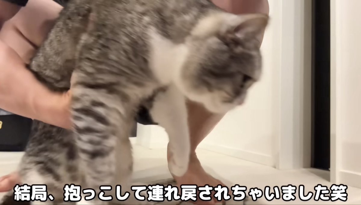 PkWi6's tweet photo. 内容の流れも同じですね。玄関でもちくんが座ってなかなか戻らないんですよね。いつもなら庭で散歩ですんでますが、玄関の方に行きたがるのは外に出たいんだと思います。
前から、とにかく下僕から離れたいのではという予想もされてますが… #もちまる日記 https://t.co/OVZ3Fg2pgK