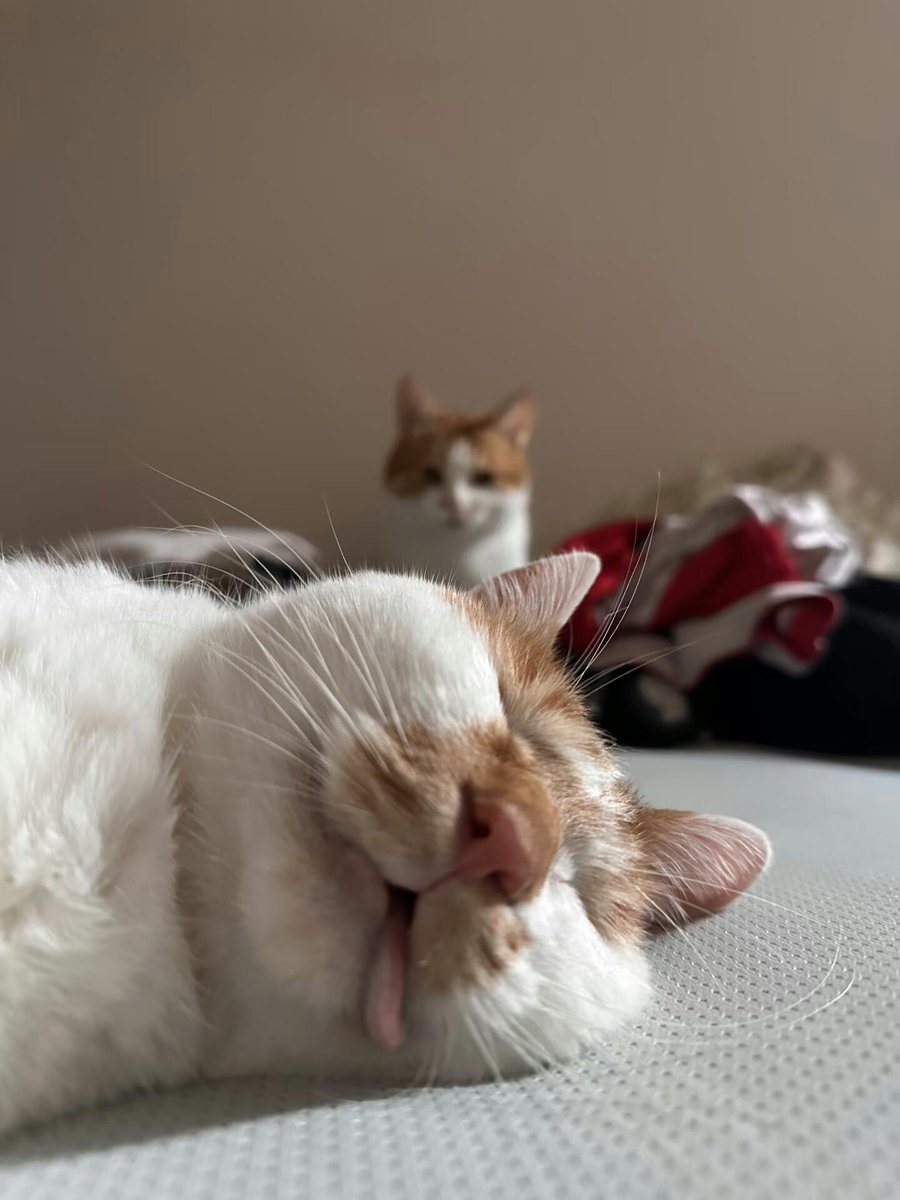 nocontextscats tweet picture