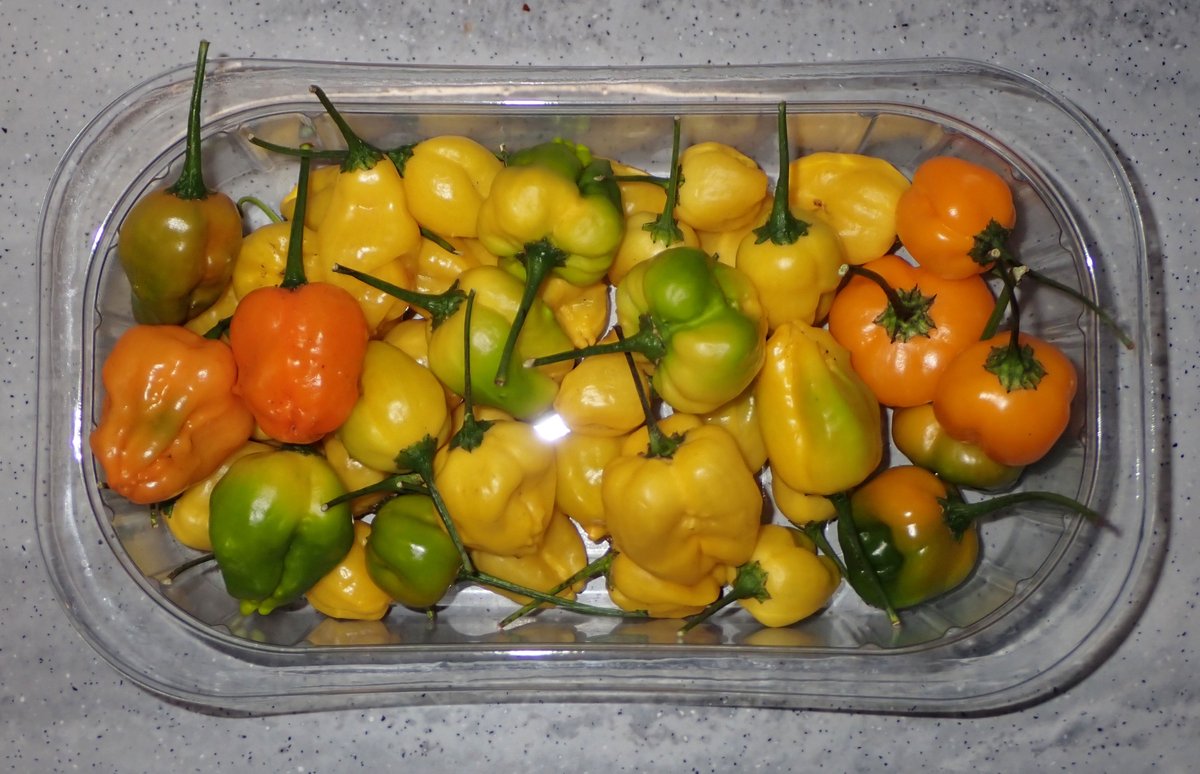 ChilliFowler's tweet photo. My new cultivars for seed saving 🏴󠁧󠁢󠁷󠁬󠁳󠁿🌶️🔥 https://t.co/PGs3O8suP3