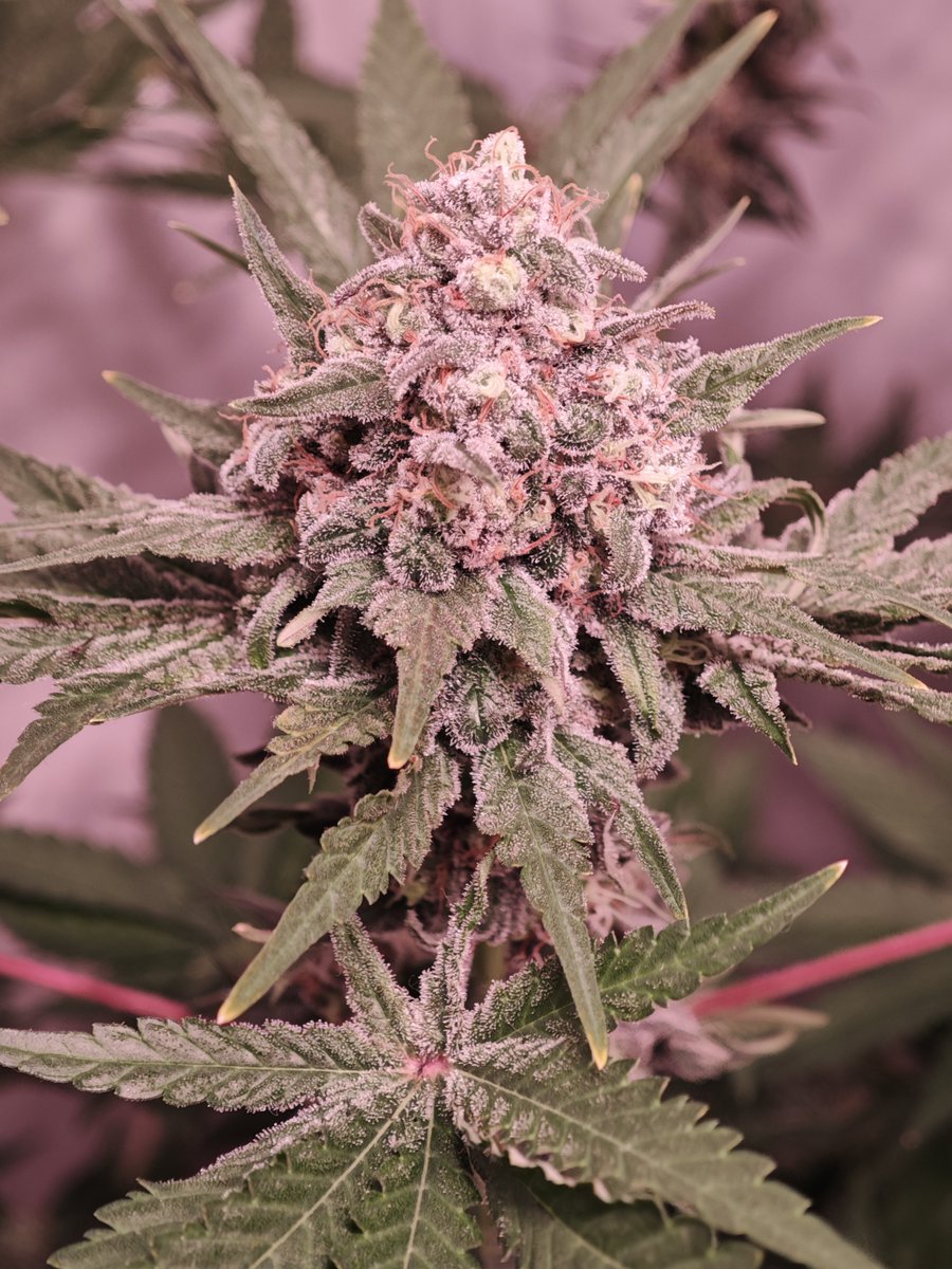 mxgenetics's tweet photo. A sibling of Limeshot.

This clone has also been backcrossed into the parent cultivar I used. 

Both Limeshot and her have the same taste, the same smell and the same effect but they look way different.

Limeshot will be one line bcs I dont like trimming, while here I will see... https://t.co/gwbrBy89UB