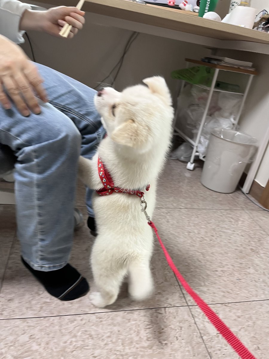 tyaxjfsla1's tweet photo. 강아지너무이뻐서 구라아니고 ㄹㅇ 먼작귀처럼 소리지름 https://t.co/Lx8SrPArFx