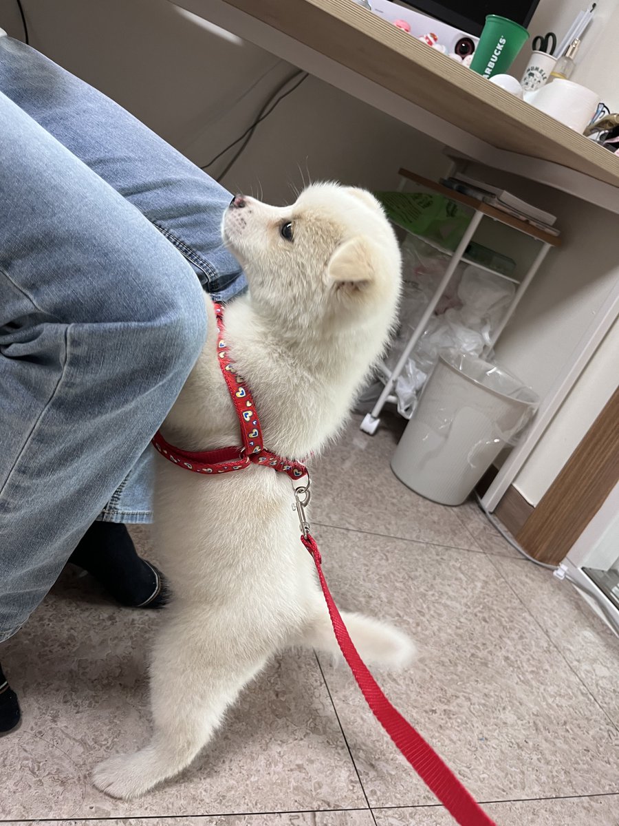 tyaxjfsla1's tweet photo. 강아지너무이뻐서 구라아니고 ㄹㅇ 먼작귀처럼 소리지름 https://t.co/Lx8SrPArFx