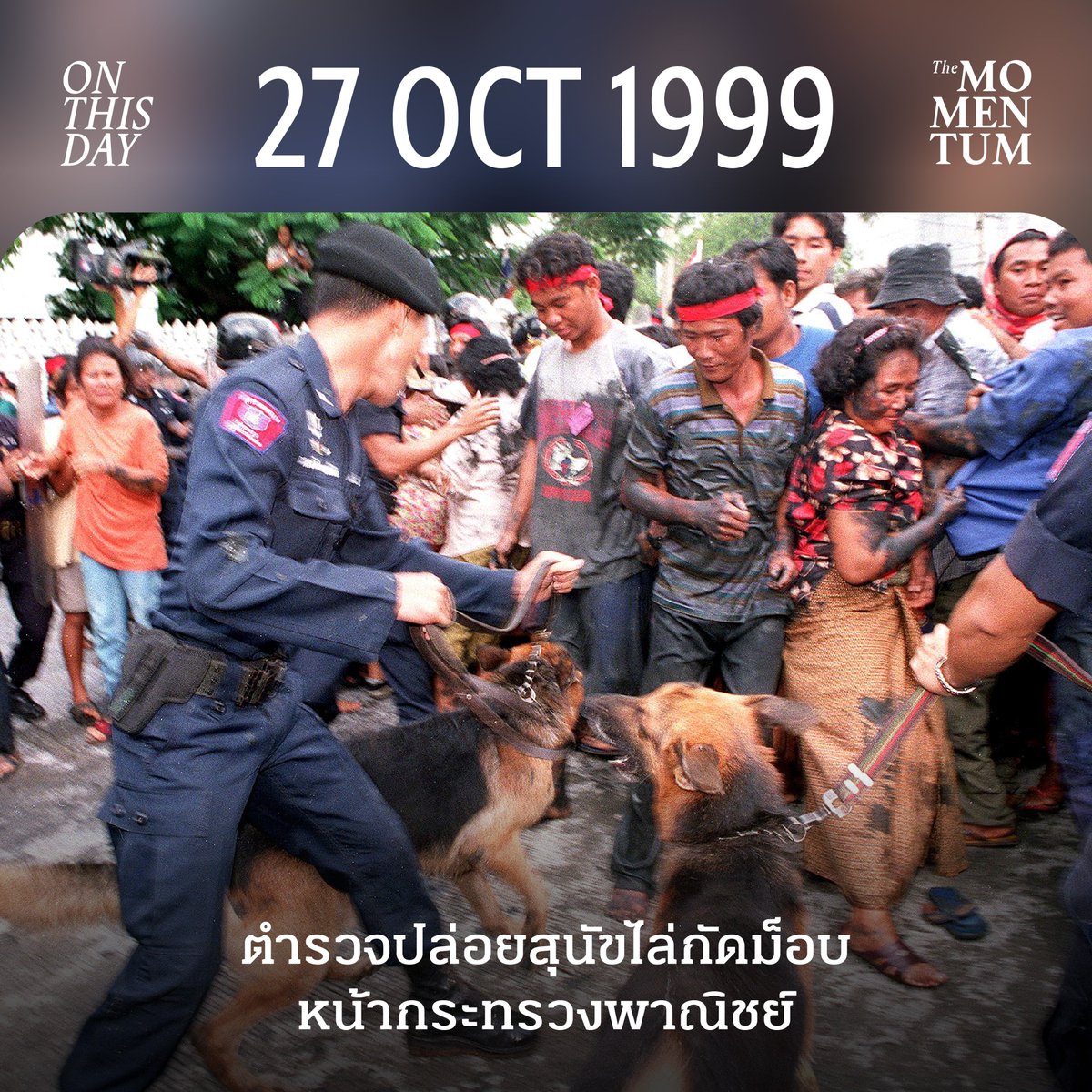 themomentumco's tweet photo. 27 ตุลาคม 2542: ตำรวจปล่อยสุนัขไล่กัดม็อบหน้ากระทรวงพาณิชย์

ย้อนกลับไปเมื่อวันที่ 27 ตุลาคม 2542 หรือ 27 ปีก่อน เกิดเหตุการณ์ที่สุนัขตำรวจไล่กัดกลุ่มผู้ประท้วง โดยเรื่องราวเริ่มต้นจากการรวมตัวกันที่บริเวณหน้ากระทรวงพาณิชย์ของกลุ่มเกษตรกรผู้ปลูกมันสำปะหลัง จากอำเภอสอยดาว จังหวัดจันทบุรี จำนวน 40 คน นำโดย ธวัชชัย อนามพงษ์ สส.จันทบุรี พรรคชาติพัฒนา มาขอเข้าพบ กรพจน์ อัศวินวิจิตร รัฐมนตรีช่วยว่าการกระทรวงพาณิชย์ในขณะนั้น เพื่อเรียกร้องให้รัฐบาลมีการประกันราคาหัวมันสดในราคากิโลกรัมละ 1.20 บาท จากเดิมที่ 85 สตางค์ หากไม่ทำตามจะมีการยกพวกผู้ชุมนุมมาสมทบอีก 1,000 คน

อย่างไรก็ดี ทางฝั่งของ ไพฑูรย์ แก้วทอง รัฐมนตรีช่วยว่าการกระทรวงพาณิชย์อีกคน ตอบกลับว่า รัฐบาลเข้าไปประกันราคาหัวมันตามที่กลุ่มเกษตรกรเรียกร้องไม่ได้ เนื่องจากจะทำให้กลไกตลาดไม่ทำงานและบิดเบือนราคาตลาด อีกทั้งยังขอร้องกลุ่มเกษตรกรให้เชื่อมั่นว่า การรับปากเช่นนี้ไม่ได้หมายความว่าราคาจะอยู่ที่ 85 สตางค์ตลอดไป เพราะขึ้นอยู่กับความต้องการของตลาดในการผลักดันราคาด้วย และทางรัฐบาลจะช่วยผลักดันมาตรการช่วยเหลืออีกทางหนึ่ง

ในเวลาเดียวกัน มีการรวมตัวกันของม็อบมันสำปะหลังที่ปักหลักประท้วงบริเวณหน้าทำเนียบ โดยมีกลุ่มชนบางกลุ่มพยายามจะบุกเข้ามาภายในทำเนียบรัฐบาล และมีม็อบบางกลุ่มขุดโคลนขว้างปาเข้าใส่เจ้าหน้าที่ตำรวจปราบจลาจล พร้อมทั้งผลักฝ่าแผงกั้นเหล็กที่ตั้งไว้ เพื่อจะเข้ามาให้ได้ ซึ่งดูเหมือนจะเป็นทางฝั่งของตำรวจที่มีจำนวนคนน้อยกว่า

เหตุความรุนแรงเริ่มต้นขึ้นเมื่อฝั่งตำรวจนำสุนัขตำรวจ 4 ตัวออกมาขู่ผู้ชุมนุม เพื่อขัดขวางไม่ให้เข้าไปในทำเนียบได้ ทำให้ทางฝั่งผู้ชุมนุมเกิดความเดือดดาล ยั่วยุสุนัขตำรวจด้วยการเอารองเท้าทุบตี และเตะจนถูกสุนัขไล่กัด ทำให้ผู้ชุมนุมได้รับบาดเจ็บหลายราย รวมถึงฝั่งตำรวจด้วย

หลังจากเหตุการณ์ดังกล่าว ทำให้ทั้ง 2 ฝ่ายมีผู้บาดเจ็บ 28 คน โดยทางสำนักงานตำรวจแห่งชาติแต่งตั้งให้ พลตำรวจเอก ประชา พรหมนอก ผู้บัญชาการตำรวจแห่งชาติในเวลานั้น สอบสวนหาผู้กระทำความผิดที่ปล่อยให้สุนัขกัดประชาชน

ทั้งนี้ พันตำรวจเอก ฉันทวิทย์ รามสูตร ผู้บังคับบัญชาตำรวจที่บาดเจ็บ ชี้ว่า การใช้สุนัขตำรวจเป็นหนึ่งในยุทธวิธีการควบคุมฝูงชน ซึ่งอยู่ด้านหลังสุดจนติดประตูทำเนียบ เมื่อม็อบรุกเข้ามาถึงด่านสุดท้ายในบริเวณที่สุนัขตำรวจอยู่ จึงเกิดตกใจ โมโห และถูกตีจนกระโจนเข้ากัด แต่ตำรวจไม่ได้ปล่อยสุนัขไล่กัดอย่างที่ทุกคนเข้าใจ เพราะกว่าจะถึงด่านสุนัข มีตำรวจปราบจลาจลกั้นอยู่ถึง 2 ด่าน แต่ถูกม็อบแทรกมาจากด้านหลัง โดยว่ายน้ำข้ามคลองเข้ามา สุนัขจึงเกิดตกใจ

ขณะที่ พลตรี สนั่น ขจรประศาสน์ รัฐมนตรีว่าการกระทรวงมหาดไทย กล่าวว่า หากสุนัขตำรวจผิดจริงก็ต้องขังเท่านั้น และในเวลาต่อมาก็มีการนำสุนัขตำรวจไปขังจริง

แม้จะไม่เกี่ยวกับตัวนายกรัฐมนตรี ชวน หลีกภัย โดยตรง แต่เหตุการณ์ดังกล่าวกลายเป็นหนึ่งในผลงานที่ไม่น่าจดจำของทั้งนายกฯ ชวน และพรรคประชาธิปัตย์ พรรคแกนนำรัฐบาล ว่าเป็นผู้ปล่อยสุนัขออกมากัดม็อบ และหลังจากนั้นก็ไม่มีการนำสุนัขตำรวจมาใช้สำหรับคุมม็อบอีกเลย

ภาพ: AFP

#TheMomentum #TheMomentumOnThisDay #OnThisDay #สนั่นขจรประศาสน์ #ชวนหลีกภัย #สุนัขตำรวจ