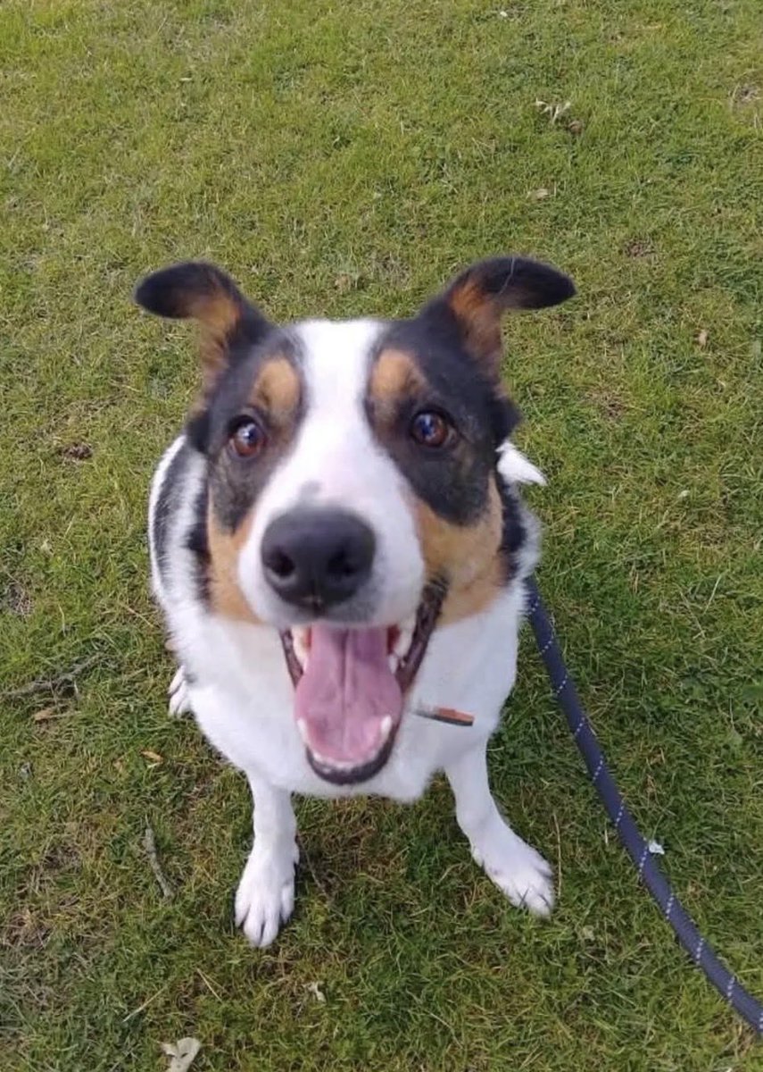 H2RScotland's tweet photo. This lovely lad hasn’t had any enquiries 😞 can you please share to help him on his way?

Odin is a beautiful 3 year old male Border Collie. He is available and looking for a new home.  Sadly due to the owners health , Odin needs someone who can provide him the stimulation and attention he needs. He is very much loved but would be best in a home with someone who can give him lots of walks and attention.  He is chipped and neutered and healthy with no concerns.  Odin can be wary of strangers to begin with and would need a little time to get use to anyone new.  He is okay with some pets and can be wary of others - due to this, he’d be best in a home with no other pets to save him any unsettlement.  Odin eats dry and wet food and is also crate trained.  He loves toys and can be strong on the lead.  Odin has had the same owner since being a pup.  He isn’t a fan of the hoover but does love to play with a ball.  He is more of a fan of women than men, so may be best with a lone female looking for company, although we will consider male households too.  Odin is very loving and affectionate. No cats. 
For more information or to offer Odin a new home please email directly to info@help2rehome.com