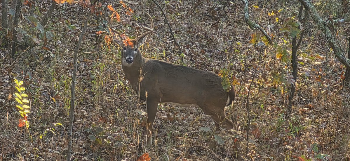 tedslinkard1970's tweet photo. Saturday morning this guy came close but stayed just out of Bow Range.  Thank you, God, for letting me see him and have such a great sit in your creation. https://t.co/mQOmiwsabJ