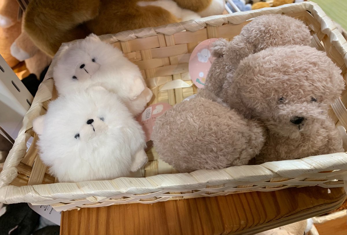hanitosuto_'s tweet photo. 探してたけど人気でどこも売り切れだったわたぽのポメラニアン居た！！！

#わたぽ https://t.co/LMHKwPu6D6