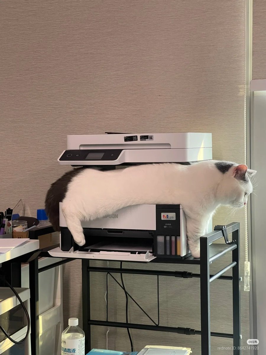 nocontextscats's tweet photo. Copycats https://t.co/tyo3SAF1aK