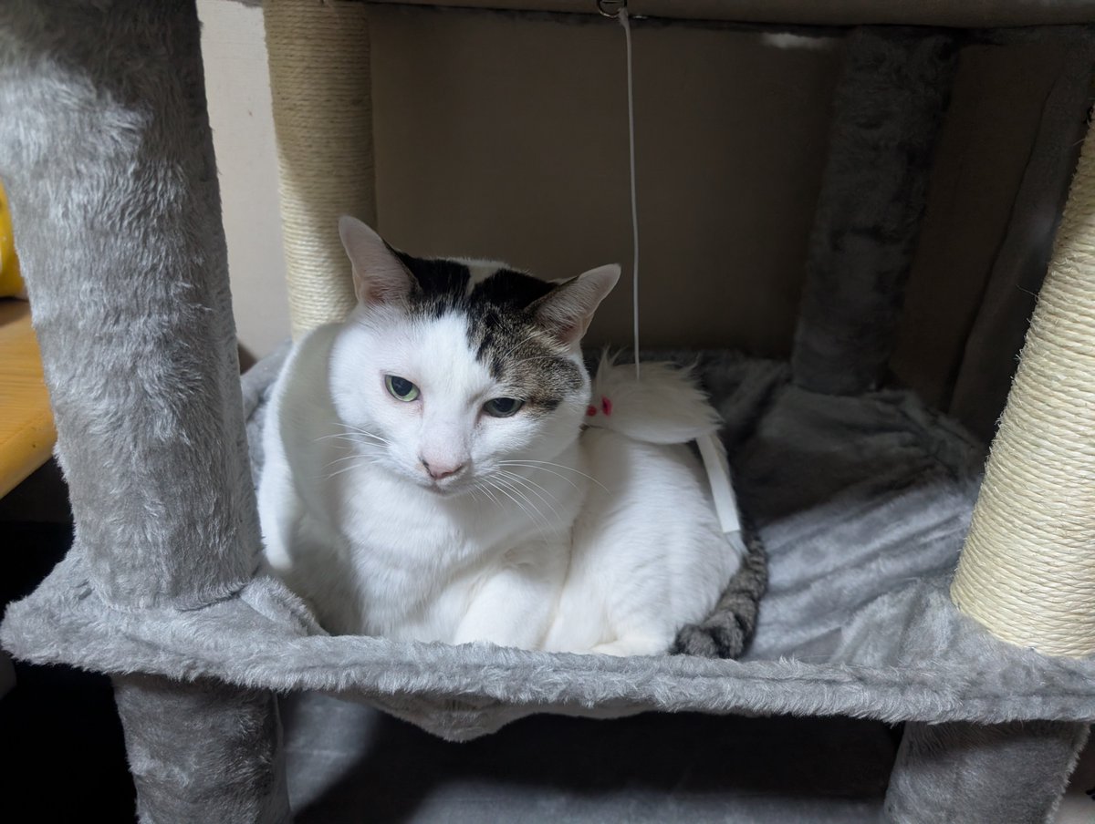 shumi_no_tikara's tweet photo. 新しいキャットタワーが届いたのでなんとか組み立てた
前のやつよりサイズ小さめになってしまったけど一番下のハンモックが二匹とも気に入ったみたい https://t.co/f91g4agqXk
