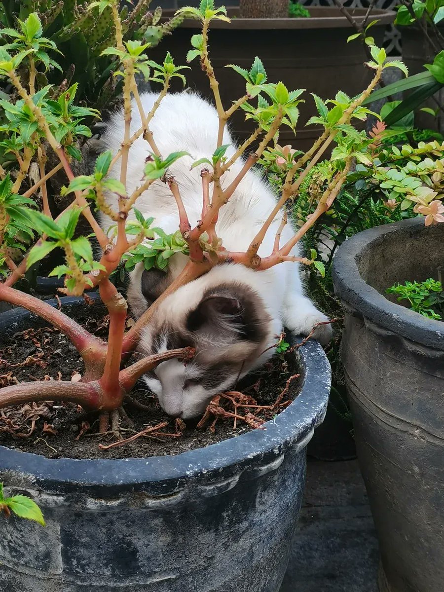kk_o92's tweet photo. [植木を放り出して猫が縁側で趴ってる？ えっ、それ犬の背中が曲がってる（佝偻）！ 超ユーモラスな光景だ]， https://t.co/zEDTrZgRth