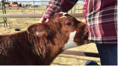 HowSxGotScrewed's tweet photo. DYK #AlfredKinsey reported in 1948 that up 1/2 of all farm boys had some kind of #SexWithAnimals when they were teens or adults? He later found only up to 4/100 girls had sex play w/animals—mostly w/cats &amp; dogs. Blog7 https://t.co/OrRs6A1Dry #bestiality #zoophilia #ZooSex https://t.co/hj0r9u9O8T