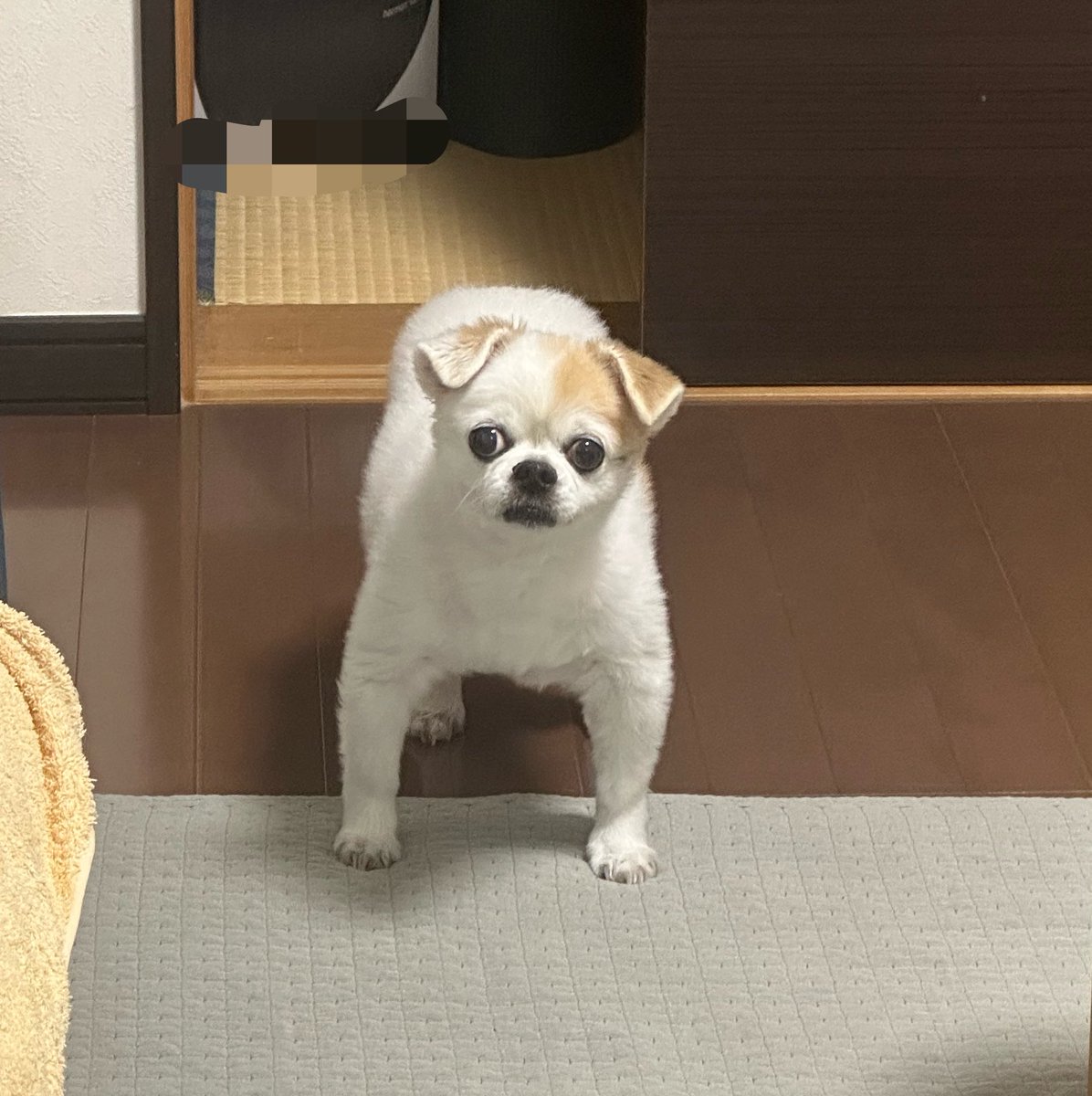 25257800nn's tweet photo. チワワ https://t.co/mAlpxq7Acy