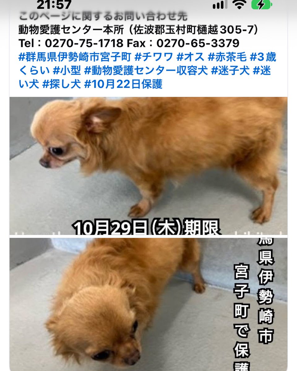 mamineo0428's tweet photo. こんなに可愛いチワワちゃん期限って😭
どなたかの目に止まって助かって欲しい😭
 #チワワ保護 https://t.co/trIAss8WHq