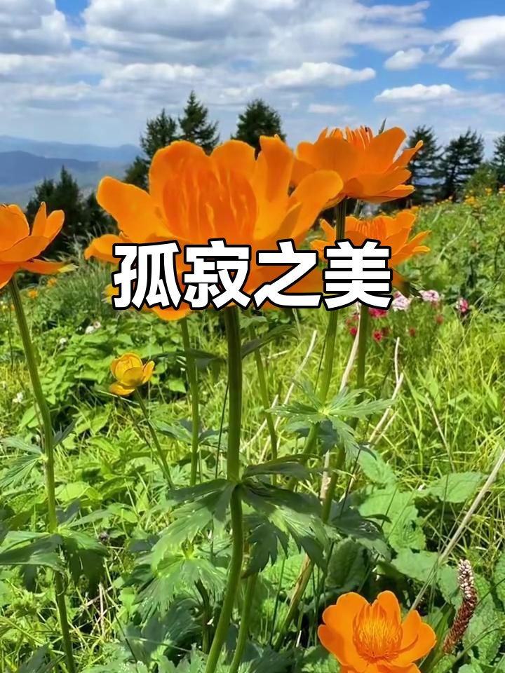 tamdnh420's tweet photo. [遠站のぼる山に、ぽつりと咲くマラリアの芯の花。遠くから見ても、その清らかな輝きが心に響く]， https://t.co/Fn7tMTcQeR