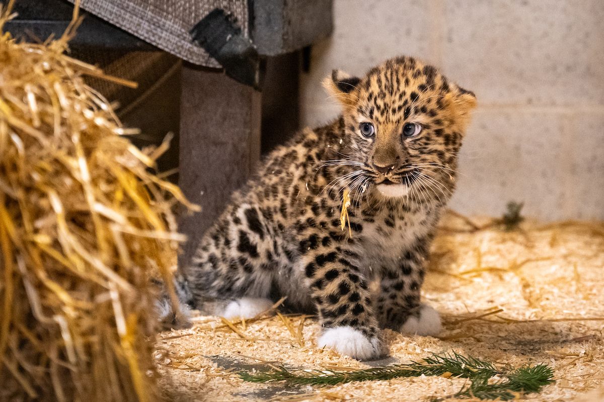 clemetzoo's tweet photo. Nikolai is ready to make his public debut!

Tomorrow, Cleveland Metroparks Zoo’s Amur leopard cub Nikolai will step into his outdoor habitat in Asian Highlands for the very first time.

Come see him Tuesday, October 27 at 10:30 a.m.! https://t.co/DQ5TKmz5xy