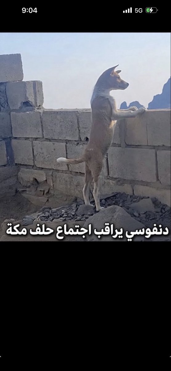 l_am_excellent's tweet photo. @uae1sarah زيارة رجل
بس شف معزبك كيف واقف https://t.co/Gpl2G3Avle