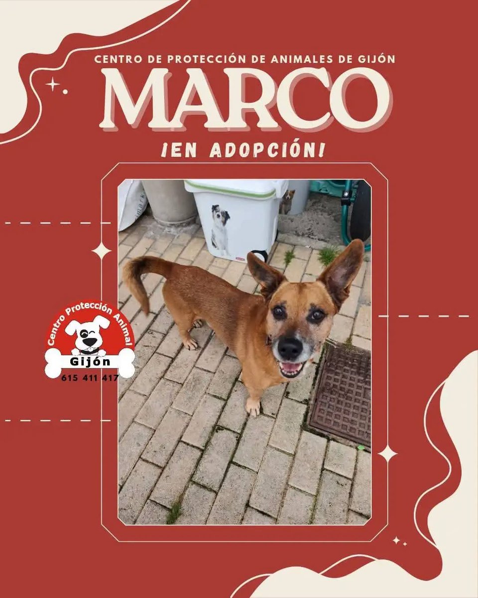 SosAbuelos1's tweet photo. #ASTURIAS
Este guapo de unos 15 kg y 12 años es #MARCO. Un bichito alegre y cariñoso, que te mira con una expresión de... ¡Adóptame, que te voy a cambiar la vida!
Vamos a ayudar a Marco a encontrar a su familia
Contacto: 615 411 417 (9 a 17 h)
📋 https://t.co/SkYBlF671G https://t.co/8CoFUvr4rN