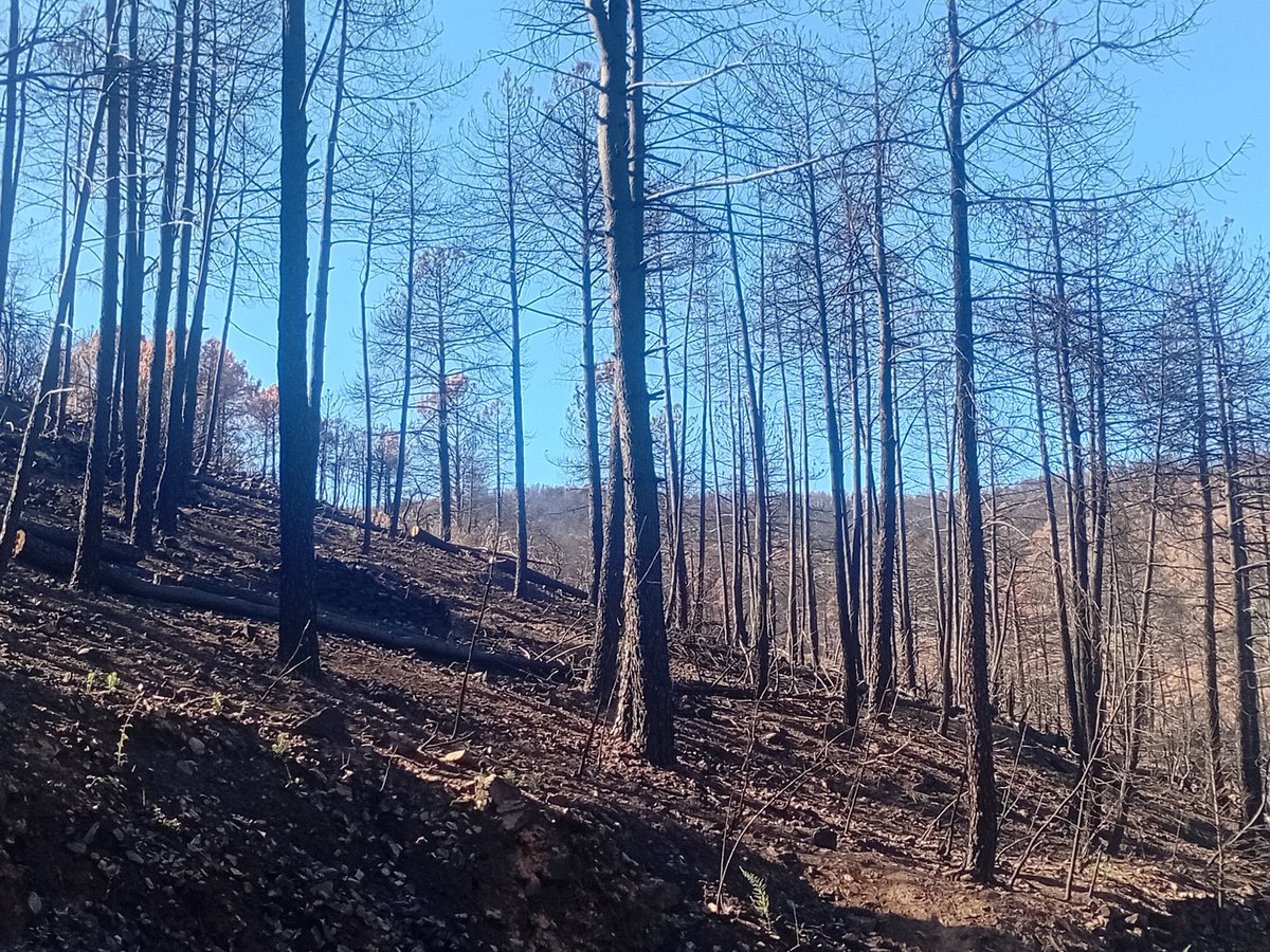 ChavaLibro's tweet photo. Incursión en el Valle del Alberche donde hemos encontrado las zonas más afectadas por el #IFBurgohondo

Terrible el panorama que hemos encontrado en El Tiemblo y el valle de Iruelas. https://t.co/TonVTUlchX