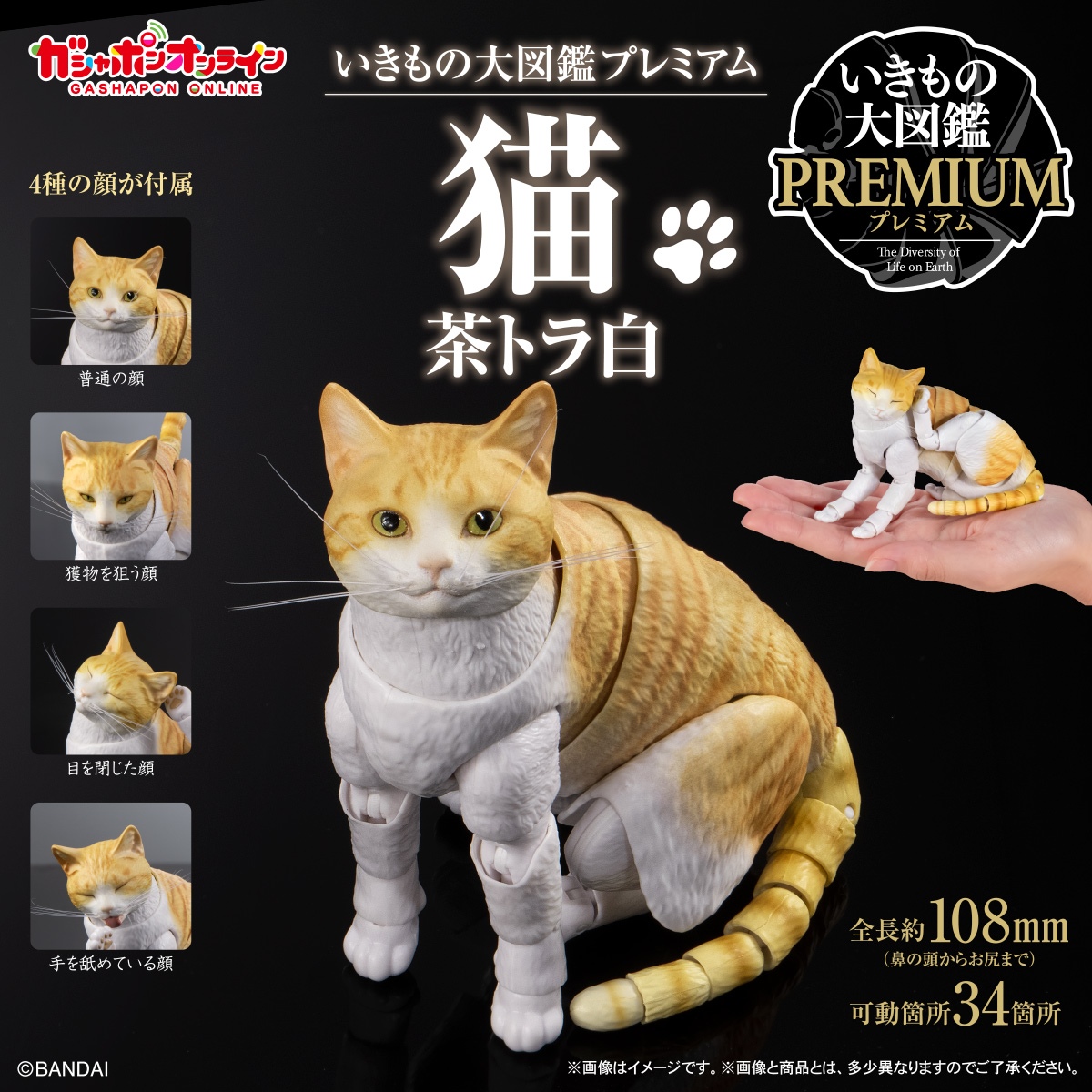 Gashapon_Bandai's tweet photo. ／
いきもの大図鑑プレミアム 猫
茶トラ白・ハチワレ・キジトラ白
(各 税込7,700円)
＼

#ガシャポンオンライン で予約受付中✍️

いきもの大図鑑シリーズ初の本格的な哺乳類モデルが登場！
第一弾では「猫」を全3種展開🐈

猫特有のしなやかな体の動きを
「いきもの大図鑑」チームの技術を結集し徹底再現！

購入はこちらから！
👇茶トラ白
https://t.co/Xj7jpnIY4c

👇ハチワレ
https://t.co/K05nyRMsz4

👇キジトラ白
https://t.co/vYuJm4wYV3

※ガシャポンオンライン限定商品です。
※アクセス集中により一時的にサイトに繋がりにくい場合がございます。
その際は、お時間を置いて再度お試しください。
※準備数に達し次第、終了します